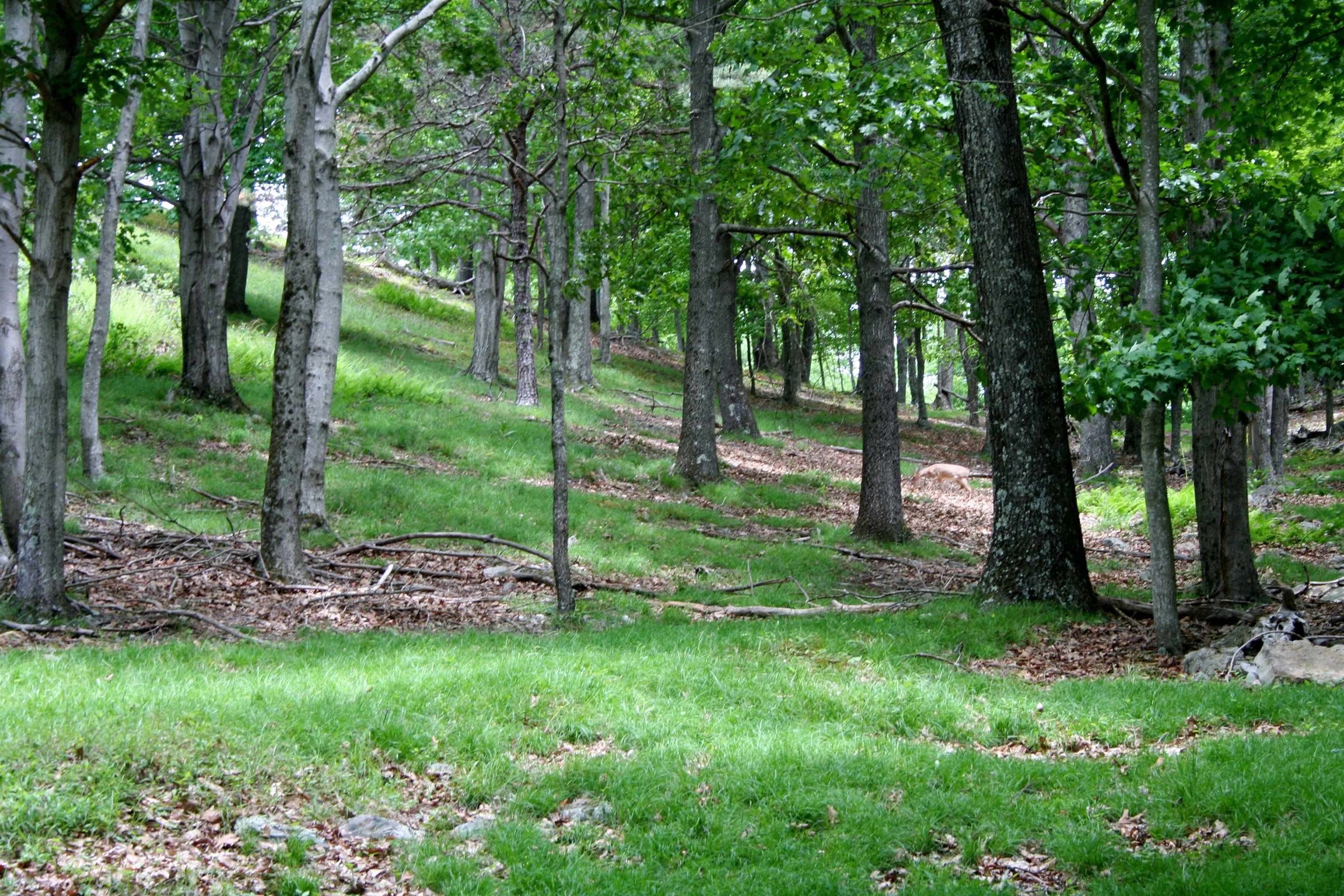 Seldom Seen Road McDowell, VA 24458 - Photo 10 of 30 a view of a lush green forest