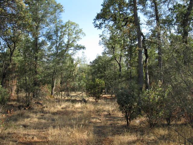 a view of a yard with a tree