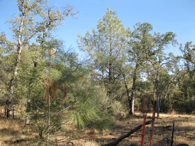 Lot53 Scharsch Road Shingletown, CA 96088 - Photo 2 of 3 a view of a forest with trees