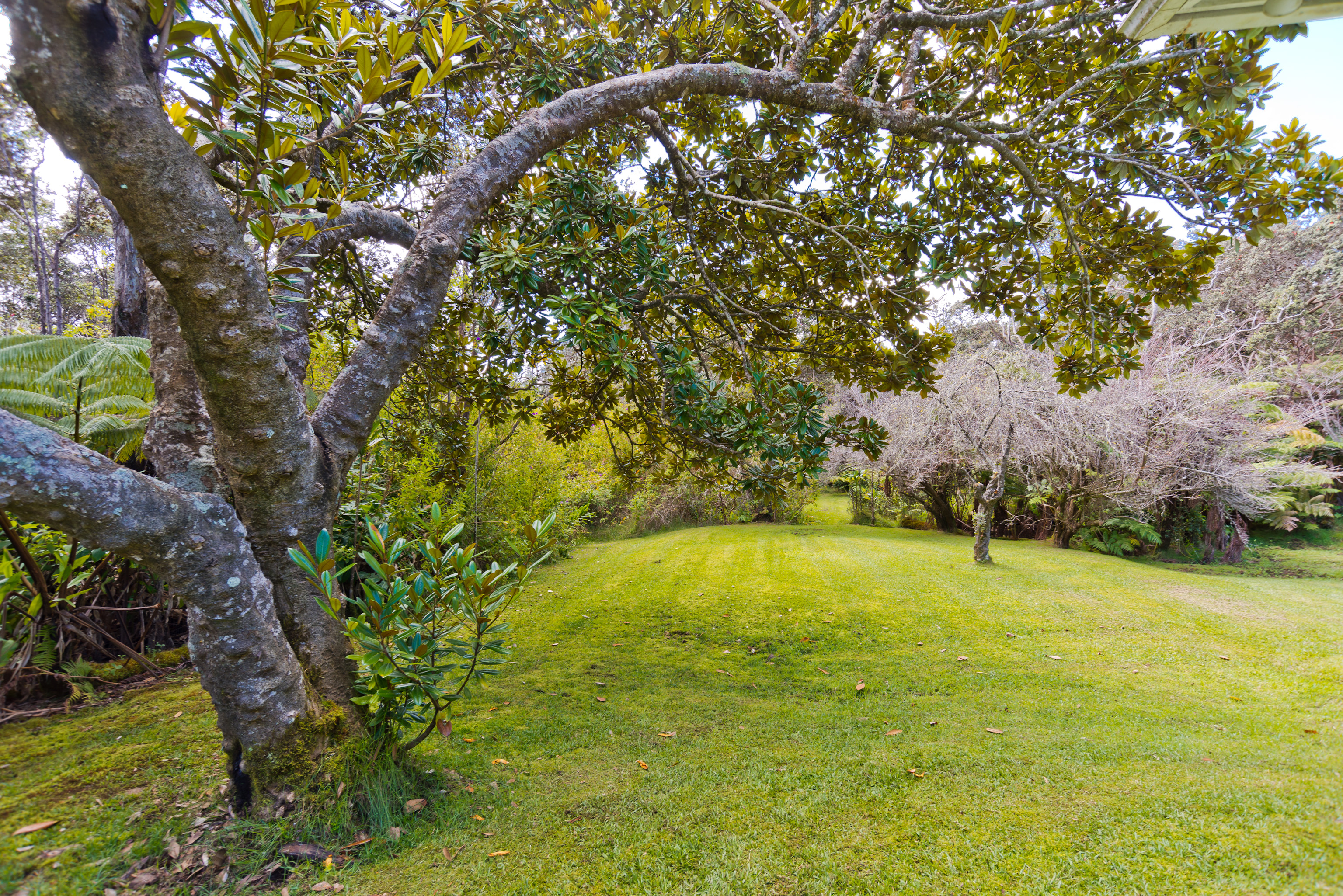 19-4113 Haunani Road Volcano, HI 96785 - Photo 26 of 30 a view of yard with swimming pool