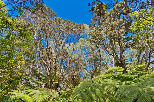 a picture of flowers