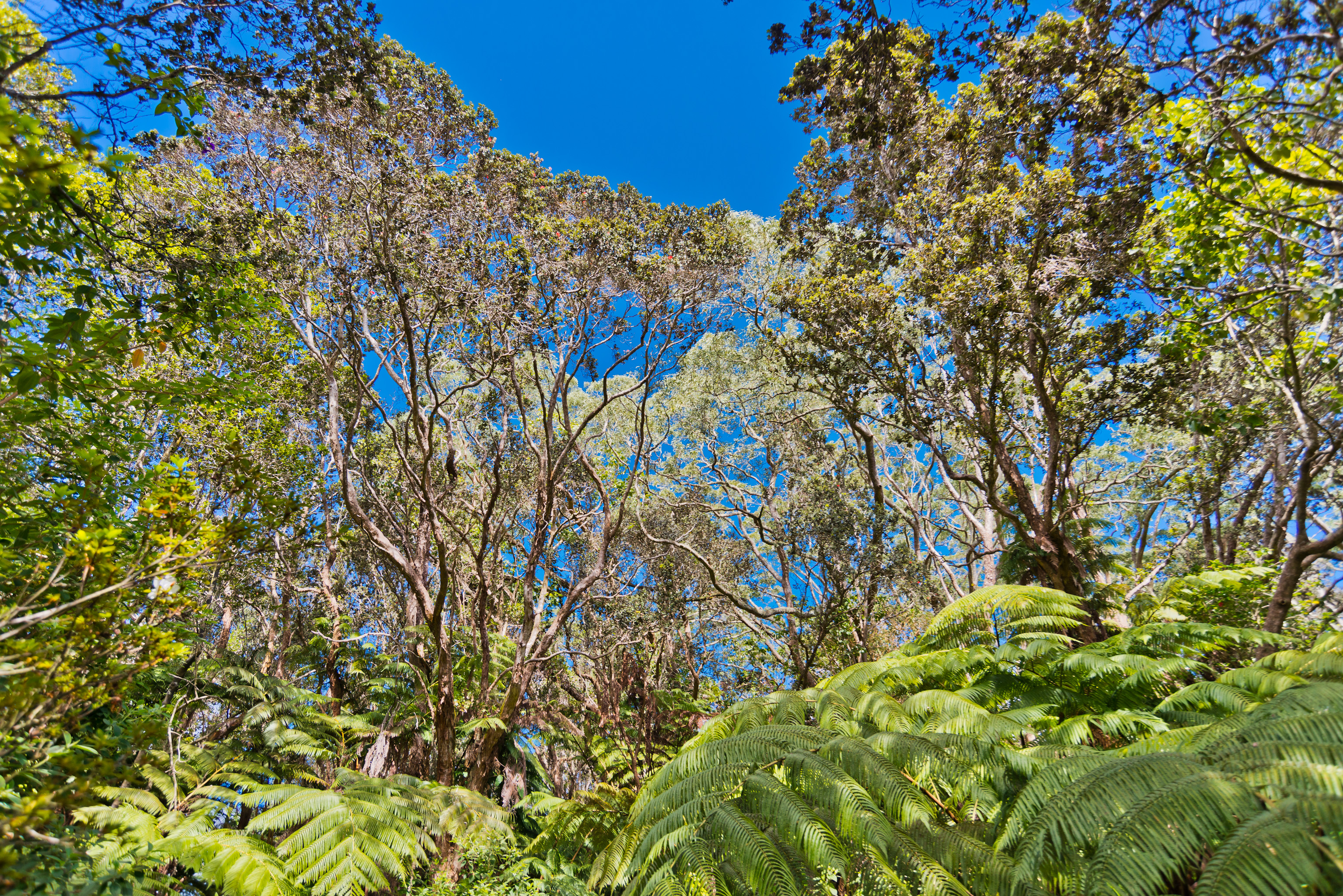 19-4113 Haunani Road Volcano, HI 96785 - Photo 28 of 30