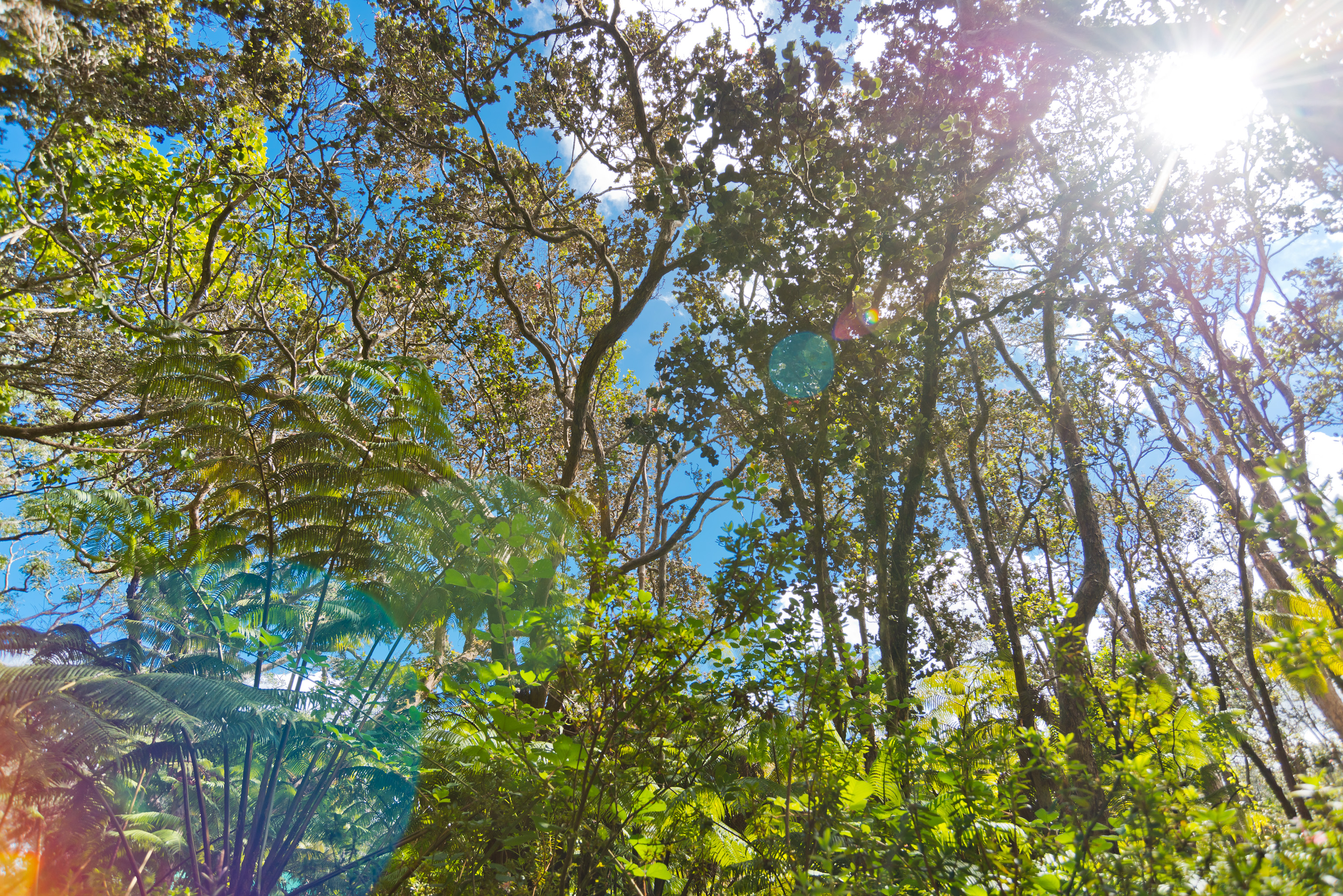 19-4113 Haunani Road Volcano, HI 96785 - Photo 29 of 30 a backyard of a house with a street