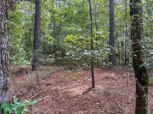 a view of a forest with trees