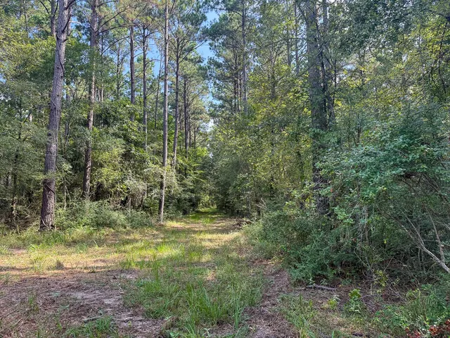 a view of a forest with a trees