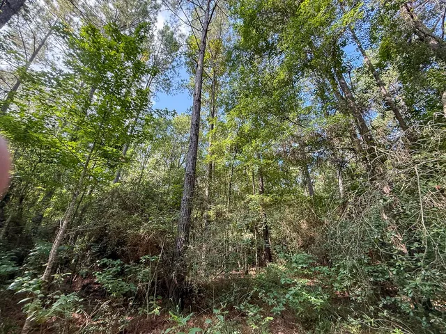 a view of a forest with lots of trees
