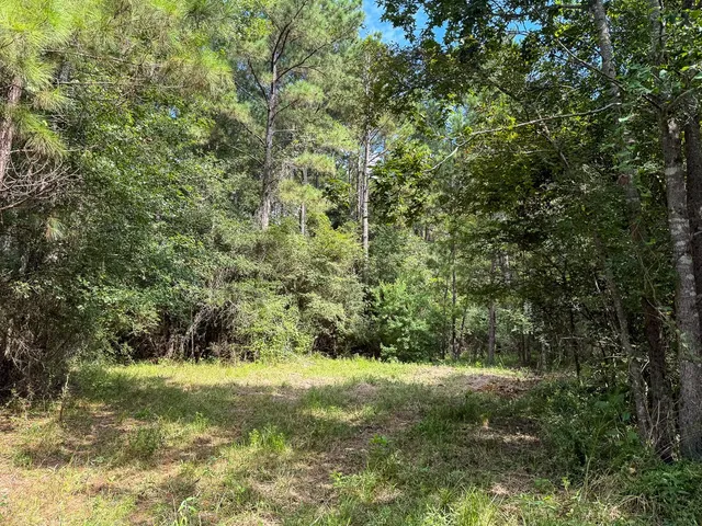 a view of a garden with a tree