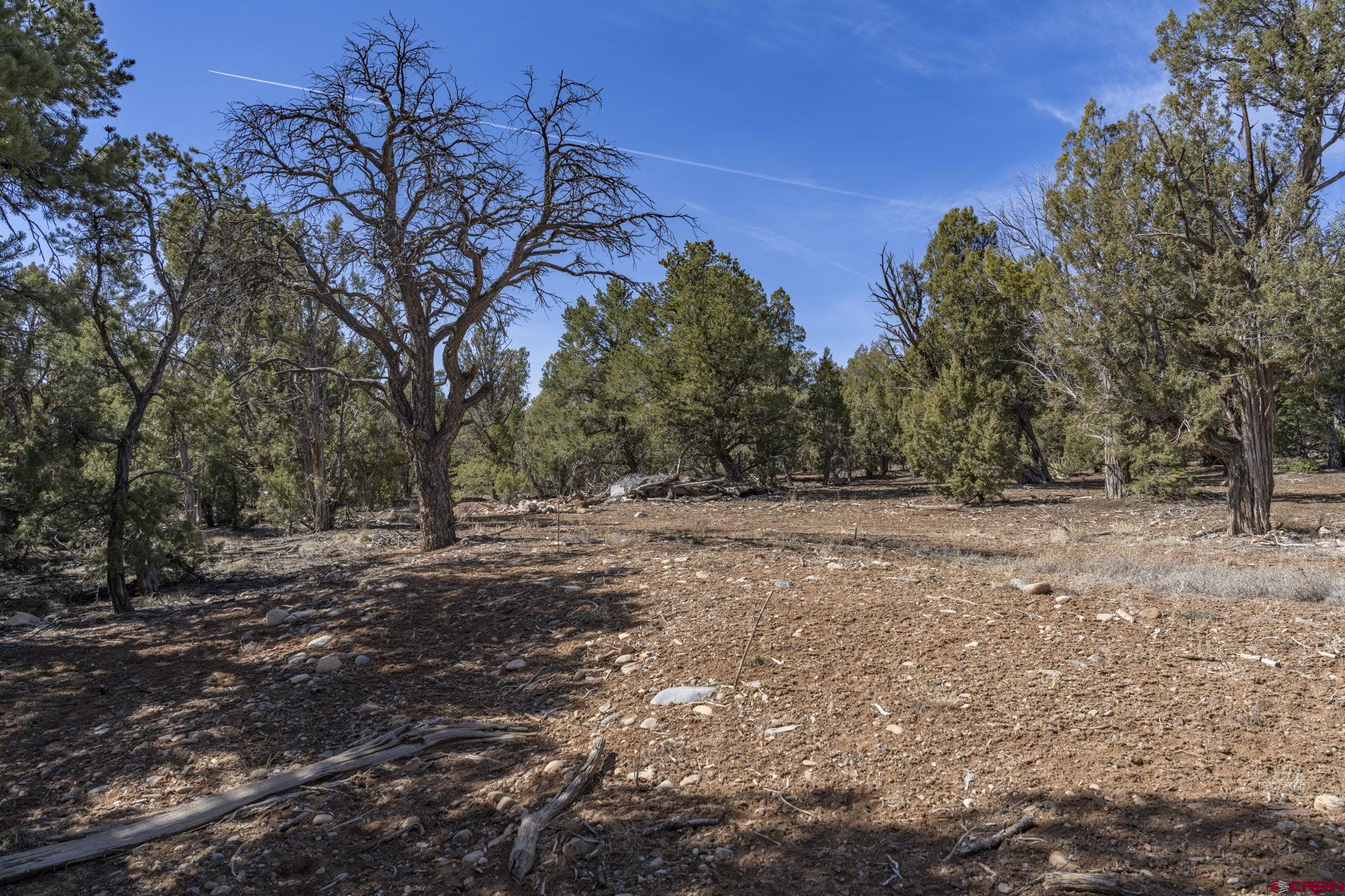 719 Rancho Durango Road Durango, CO 81303 - Photo 9 of 35 a view of a yard with trees in the background