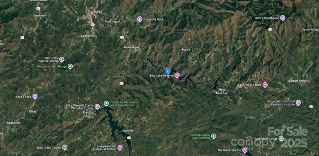 a close up of a tree