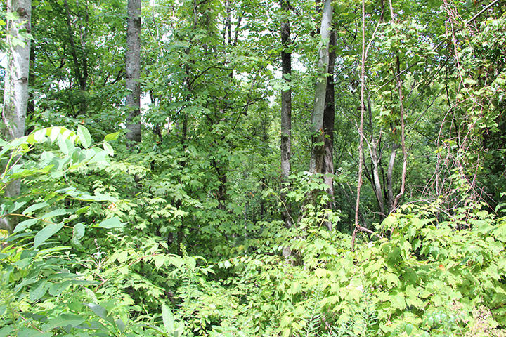 Huskey Road Sevierville, TN 37862 - Photo 3 of 11 IMG_6044
