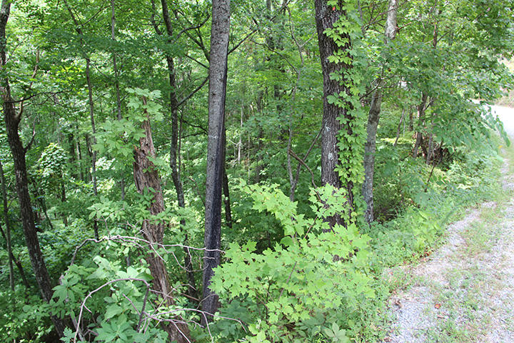 Huskey Road Sevierville, TN 37862 - Photo 8 of 11 IMG_6050