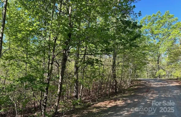 a view of a forest with a tree