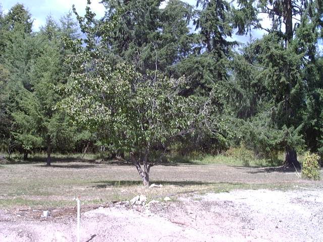 1712 Kirkpatrick Road Elk, WA 99009 - Photo 16 of 20