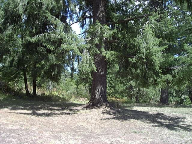 1712 Kirkpatrick Road Elk, WA 99009 - Photo 17 of 20