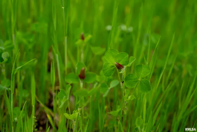 $332,455 | 0 Bee Creek Road, Pearl, IL 62361