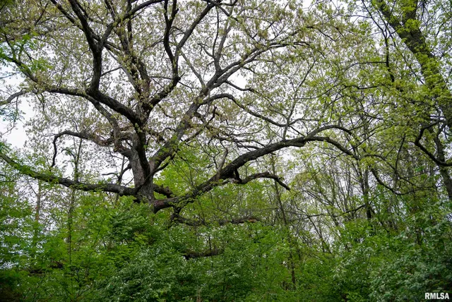 $332,455 | 0 Bee Creek Road, Pearl, IL 62361