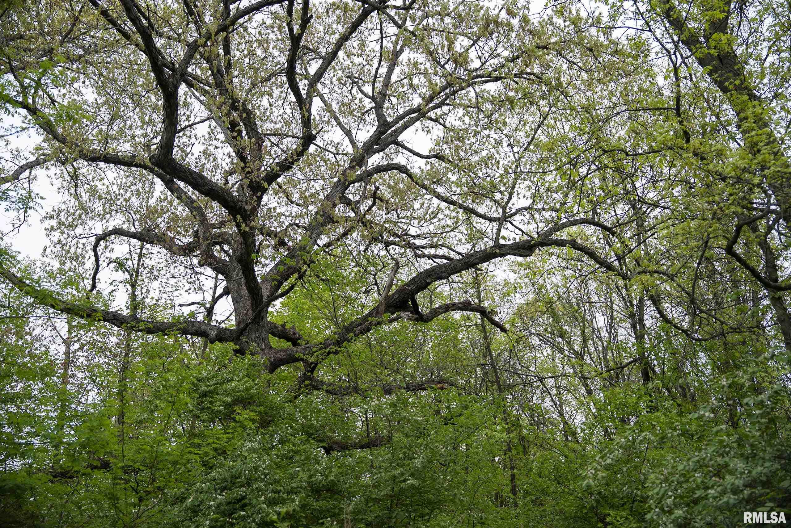 0 Bee Creek Road Pearl, IL 62361 - Photo 26 of 37