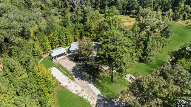 a view of a forest with a tree