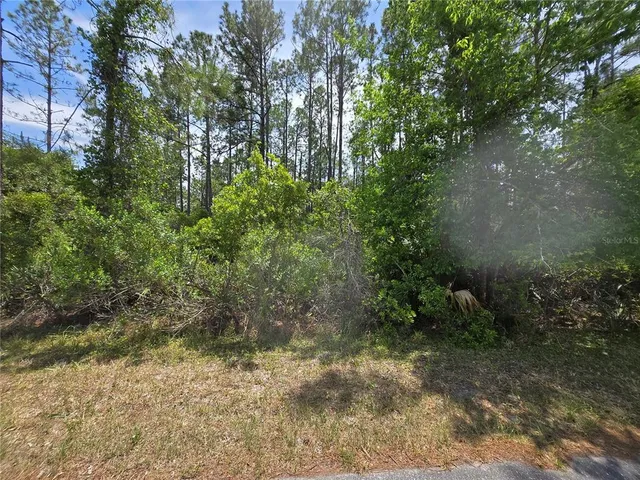 a view of a yard with plants and large trees