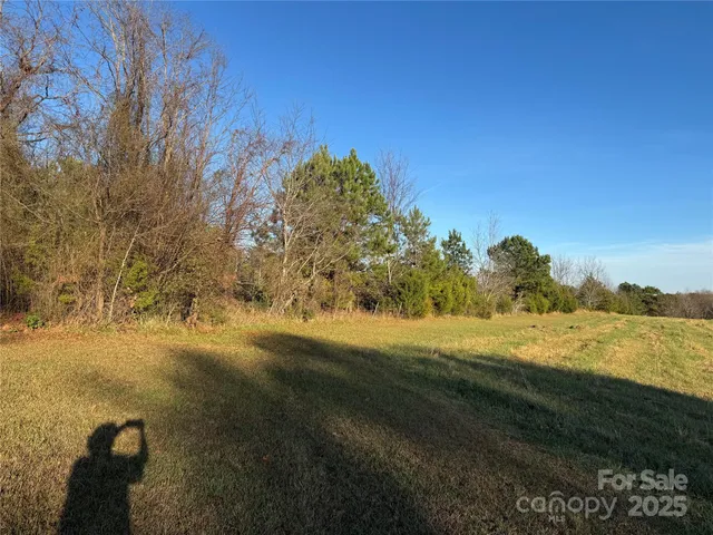 a view of a forest with a tree in the background