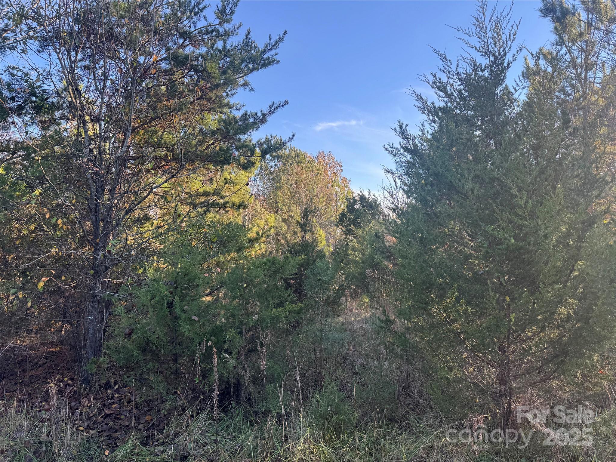 0 Bradley Road Gaffney, SC 29341 - Photo 10 of 13 a view of a forest with a tree in the background