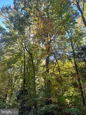 a view of a forest with large trees
