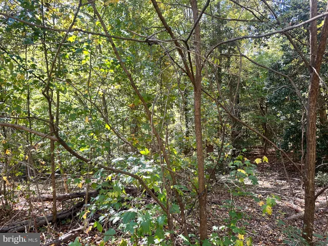a view of a yard with plants and trees