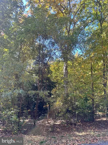 a view of a lush green forest