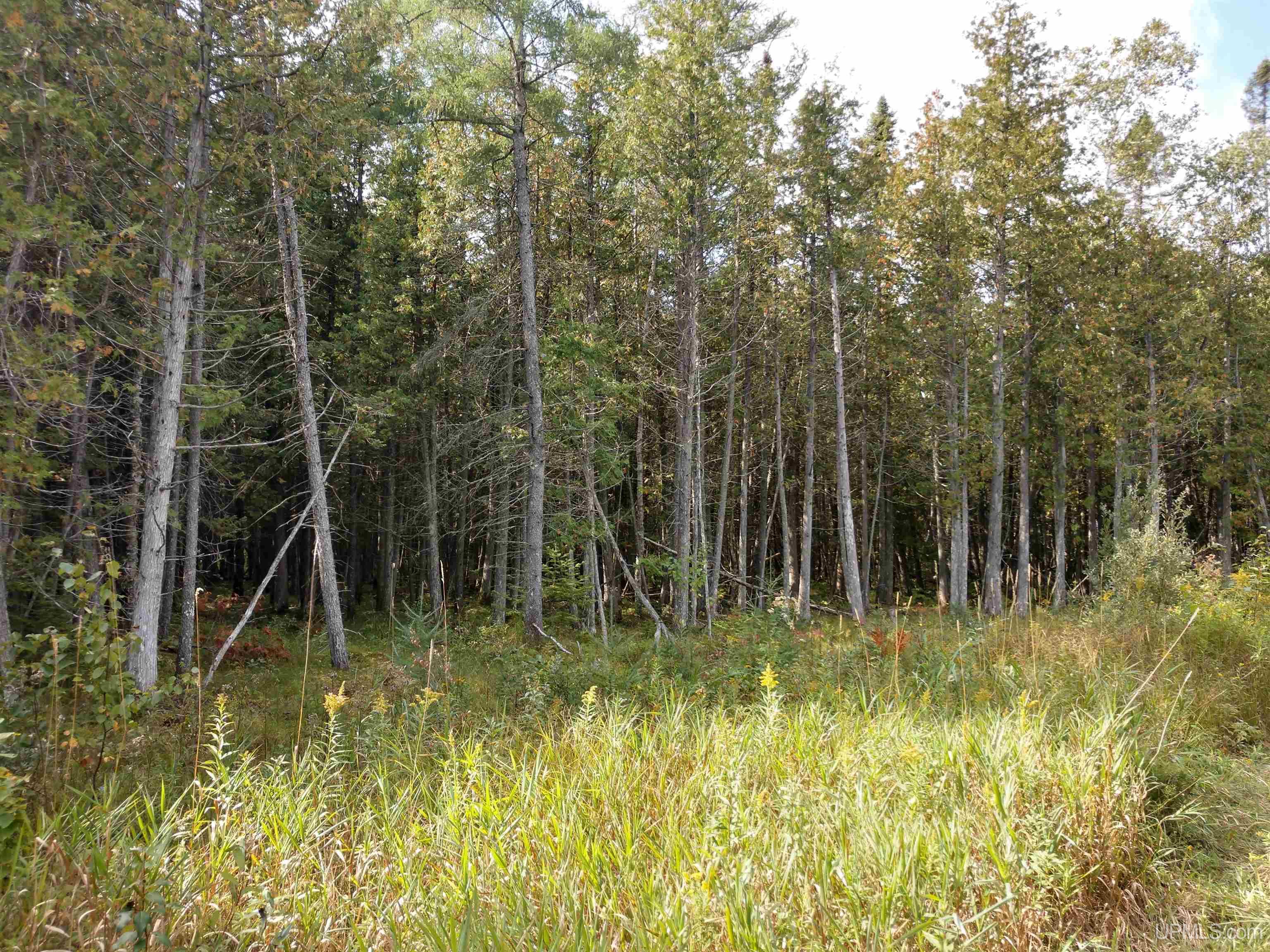 421-acres Lang Road Gulliver, MI 49840 - Photo 14 of 31 Gallery Image 14