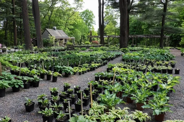 a view of a garden with a fountain