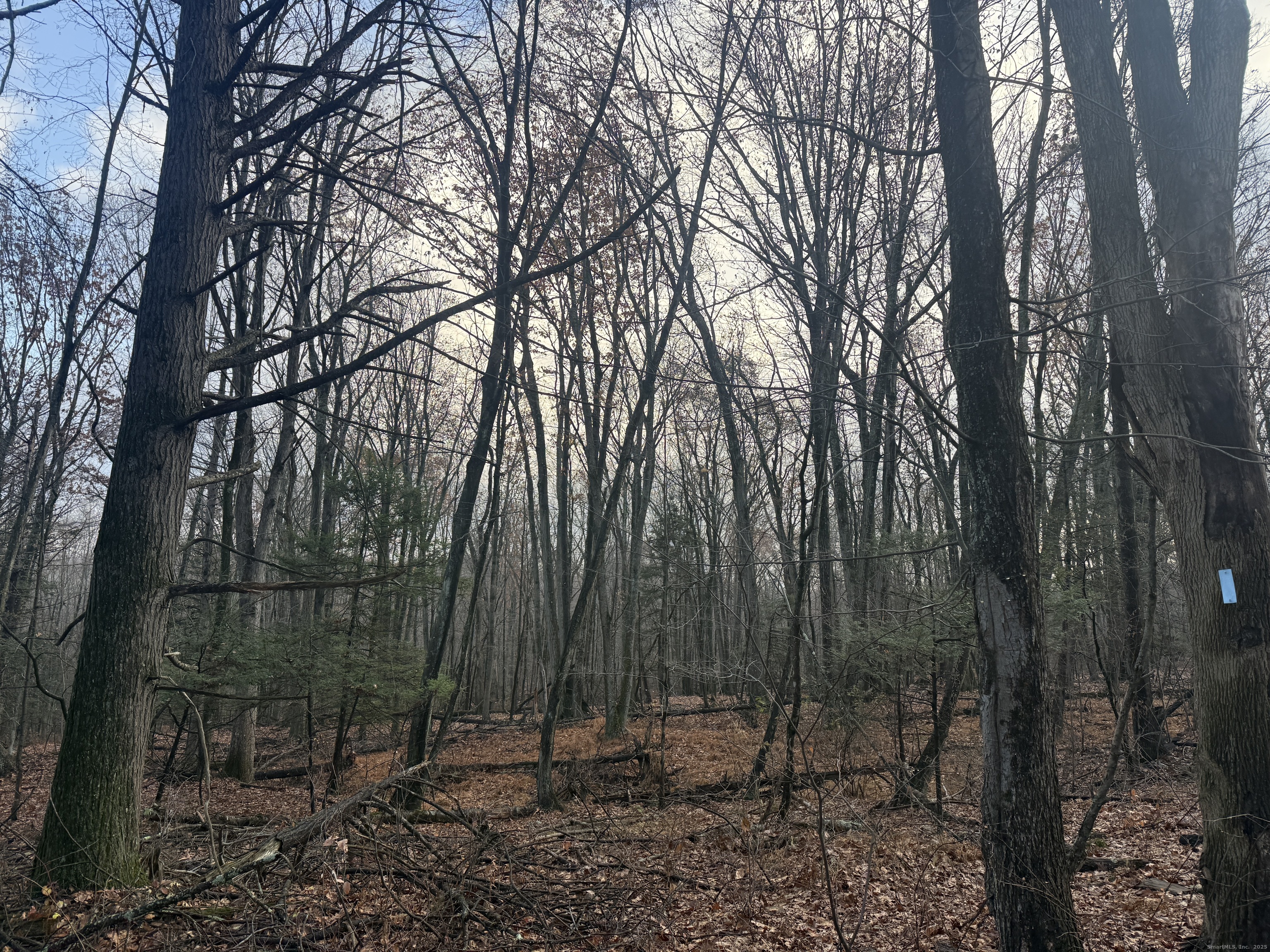 Country Club Road East Middletown, CT 06457 - Photo 13 of 15 a view of outdoor space with lots of trees