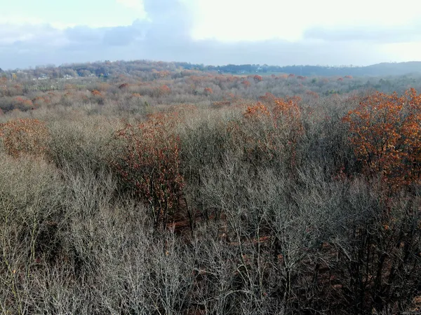 a view of a city with lush green forest