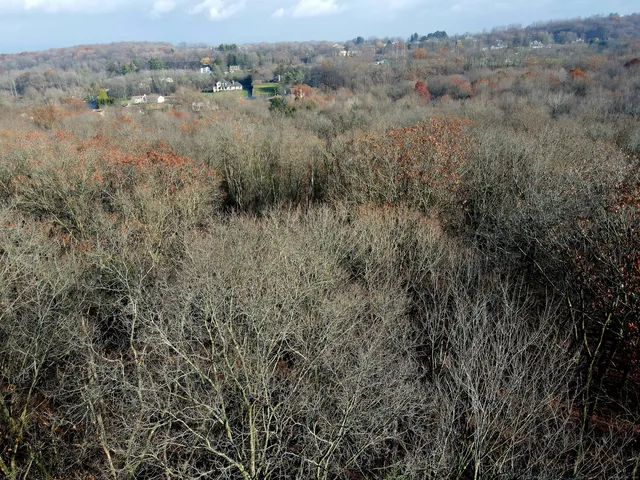 a view of a lush green forest with trees in the background