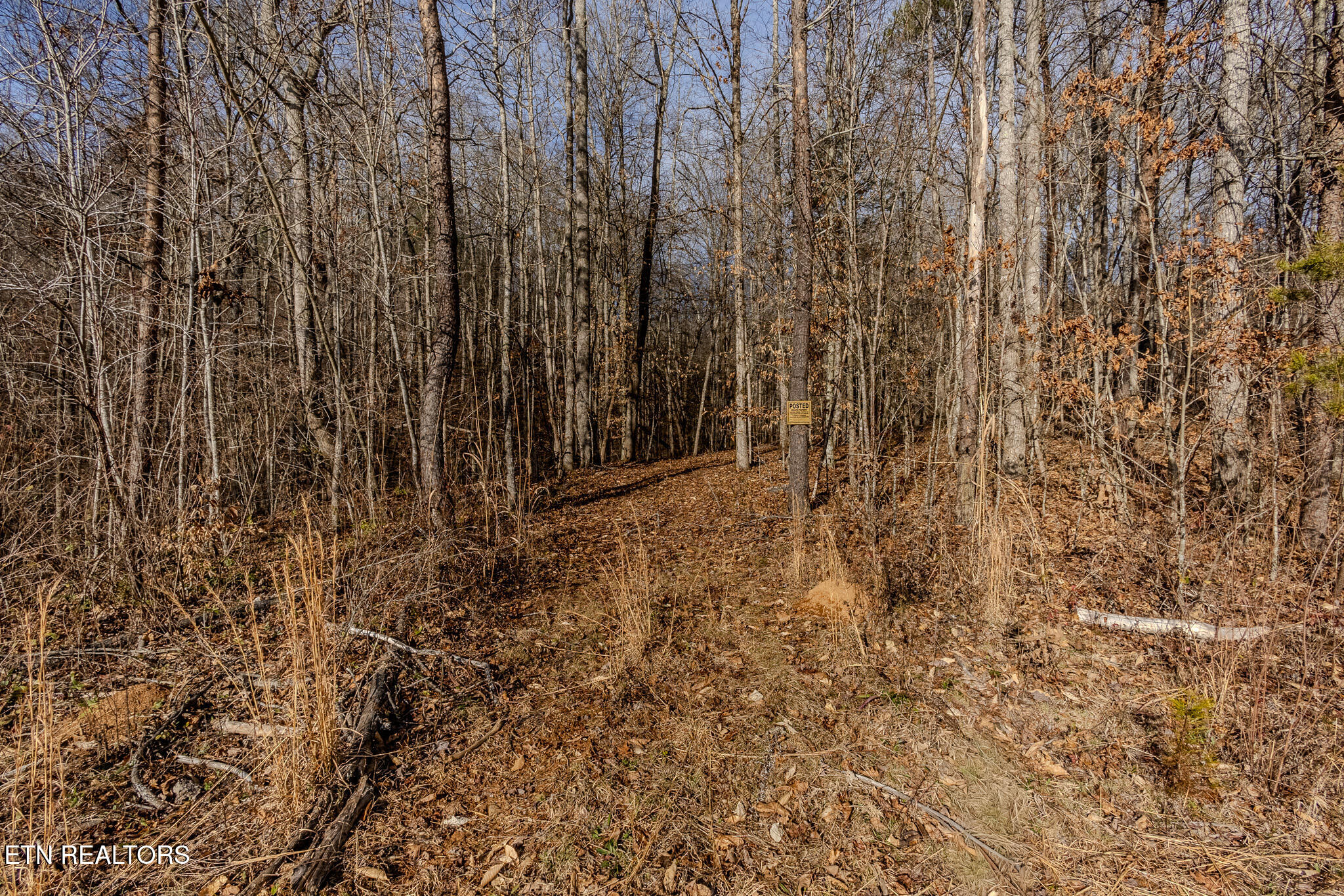 210 Dogtown Road Ten Mile, TN 37880 - Photo 5 of 12 Wooded areas