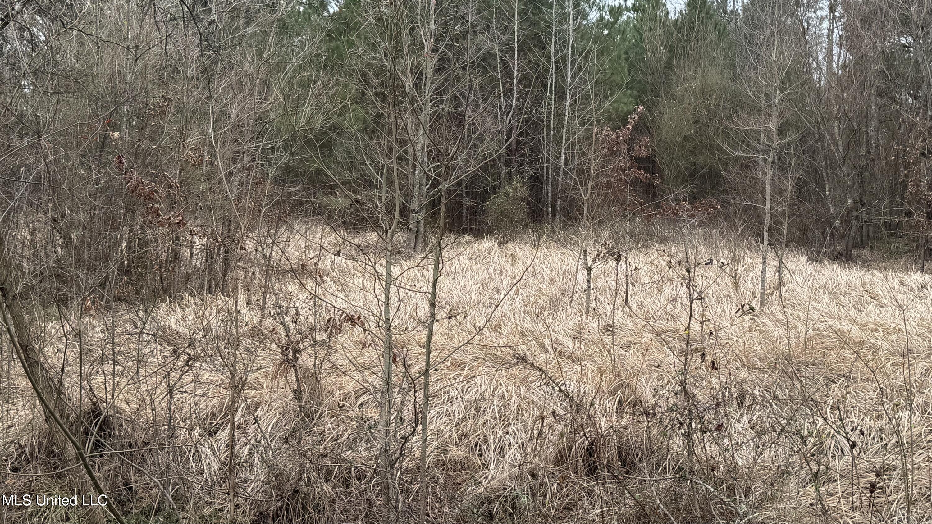 1 Magnolia Heights Forest, MS 39074 - Photo 1 of 3 front of land