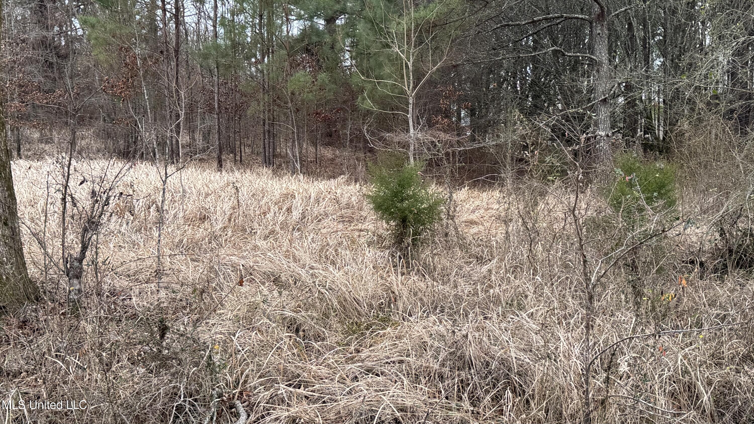 1 Magnolia Heights Forest, MS 39074 - Photo 3 of 3 IMG_4840