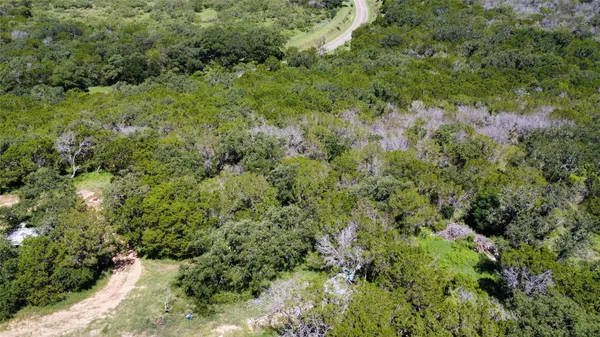 a view of a forest with plants and bench