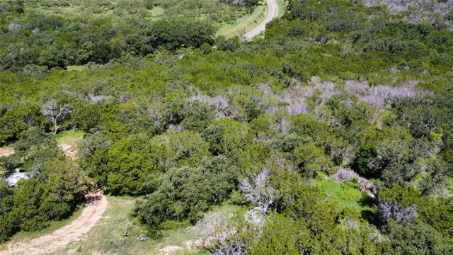 a view of a forest with plants and bench