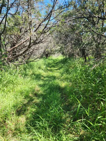 a view of a lush green forest