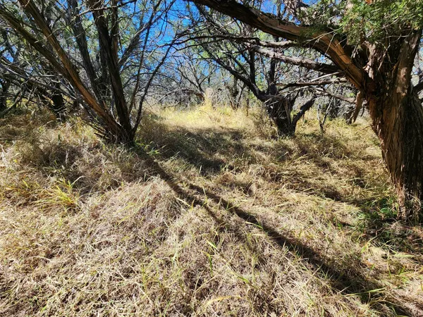 a view of a yard with large tree