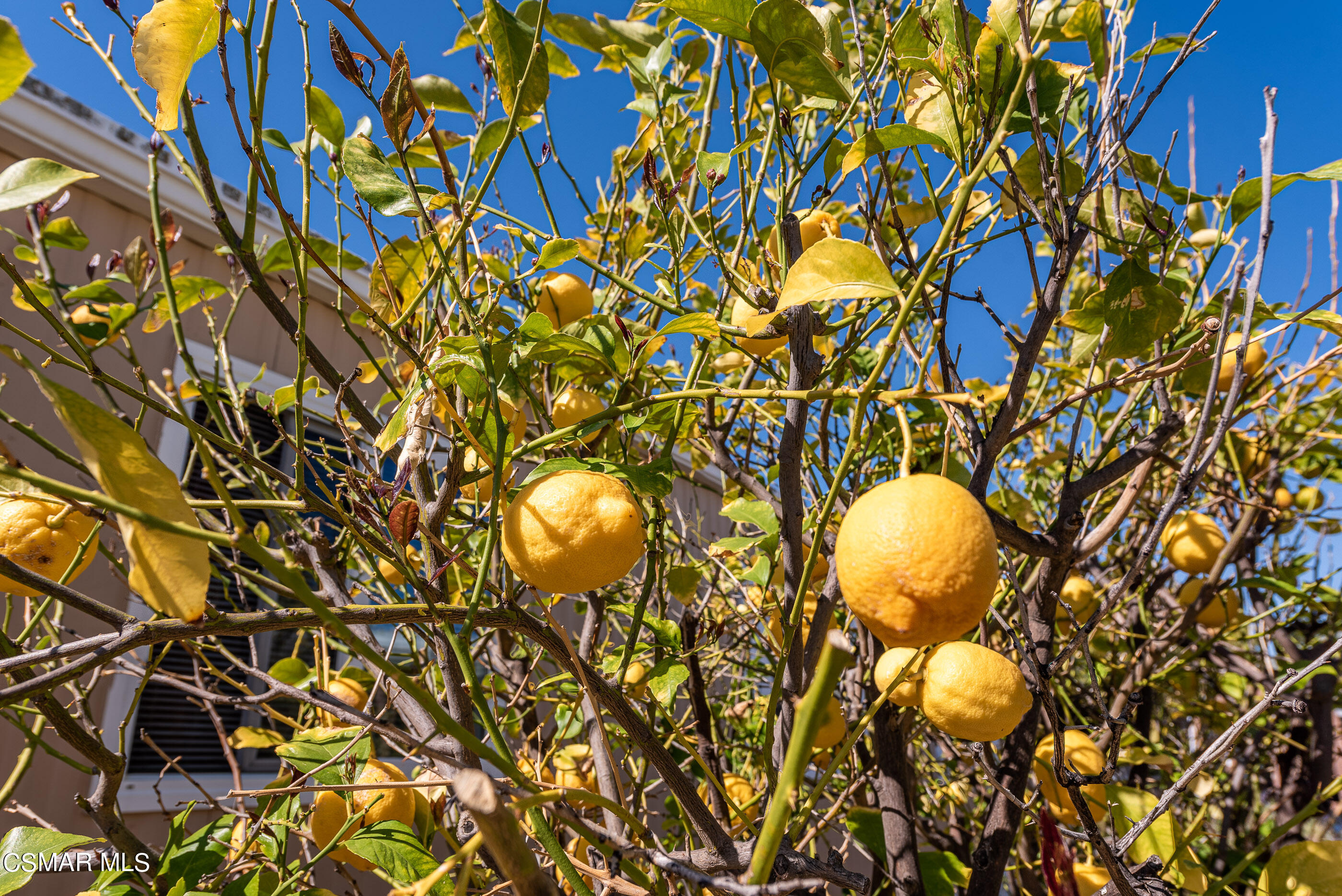 6480 Katherine Road, Unit 114 Simi Valley, CA 93063 - Photo 22 of 25 a view of a bunch of trees