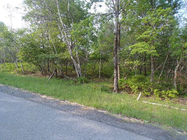 a view of a park with large trees