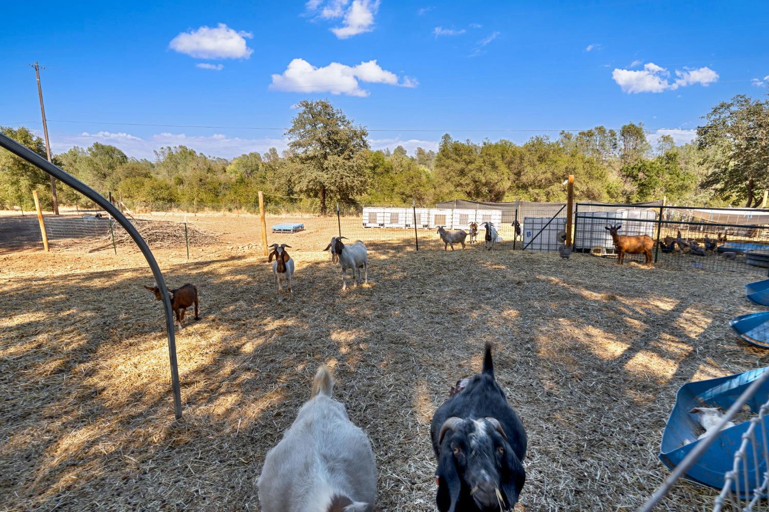 135 Beaver Road Palermo, CA 95966 - Photo 29 of 42 Gallery Image 29