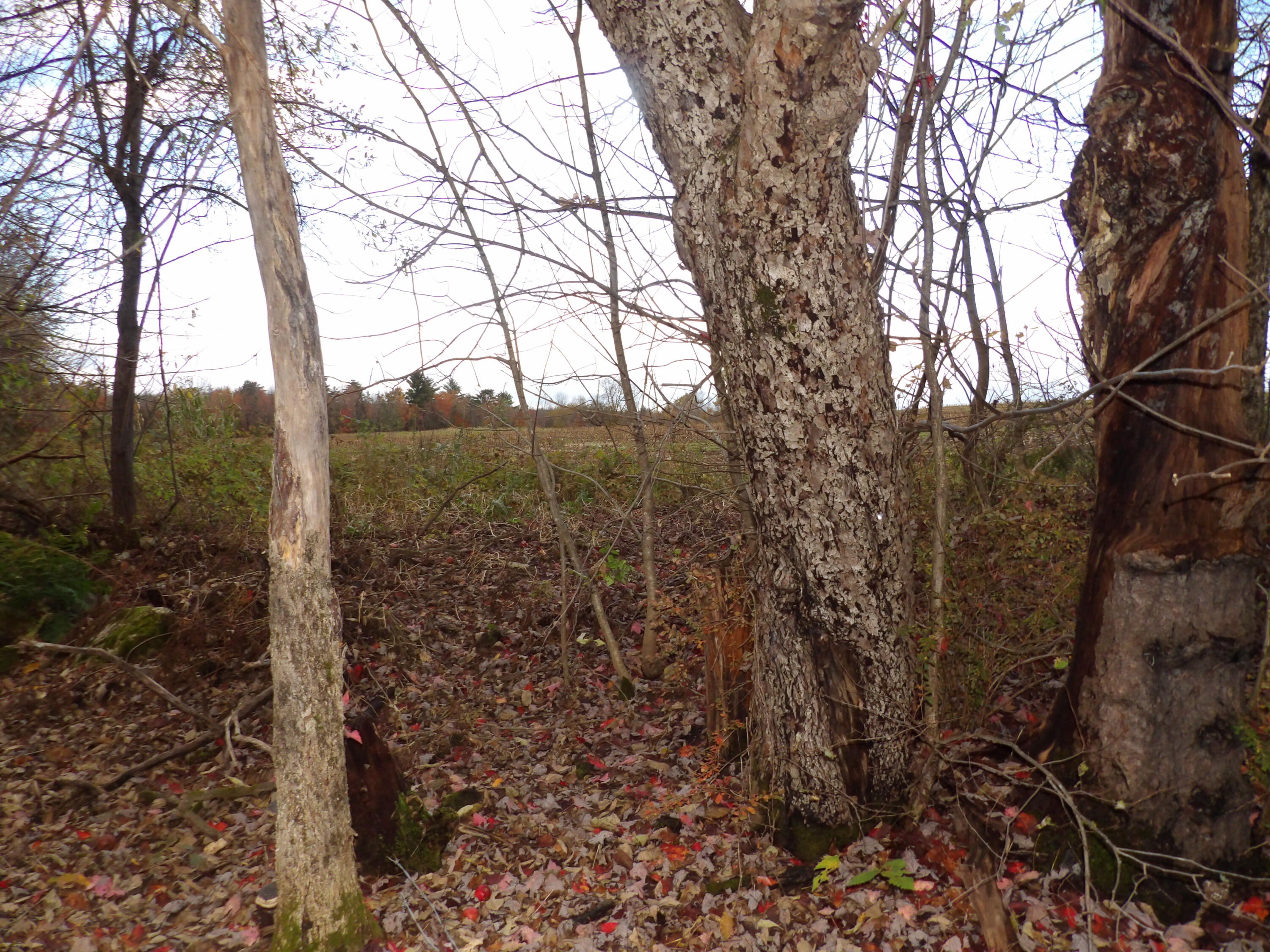 38 Atkinson Road Charleston, ME 04422 - Photo 60 of 68 100_0505