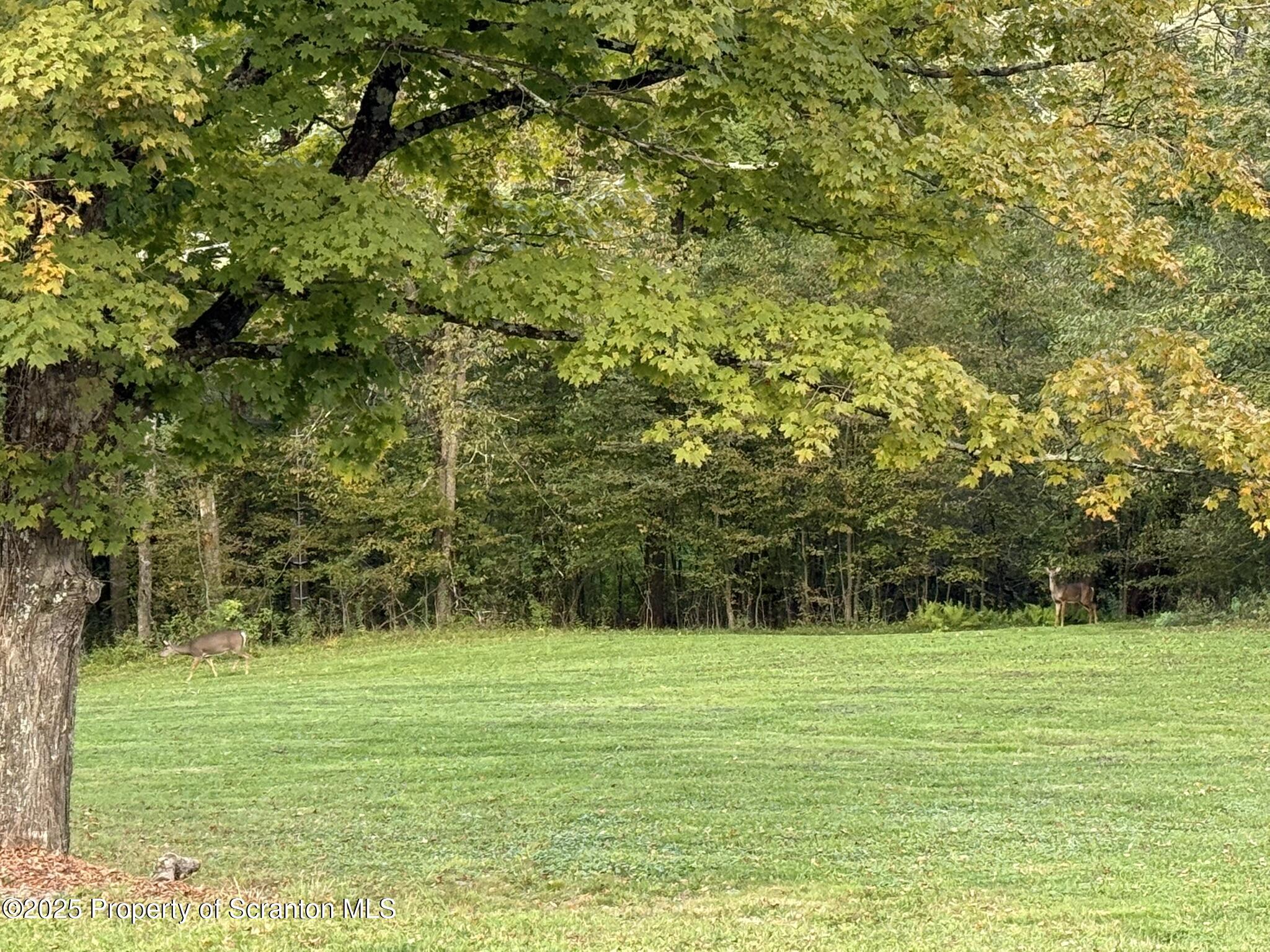 44 Franks Old Road Pleasant Mount, PA 18453 - Photo 5 of 37 a view of a green field