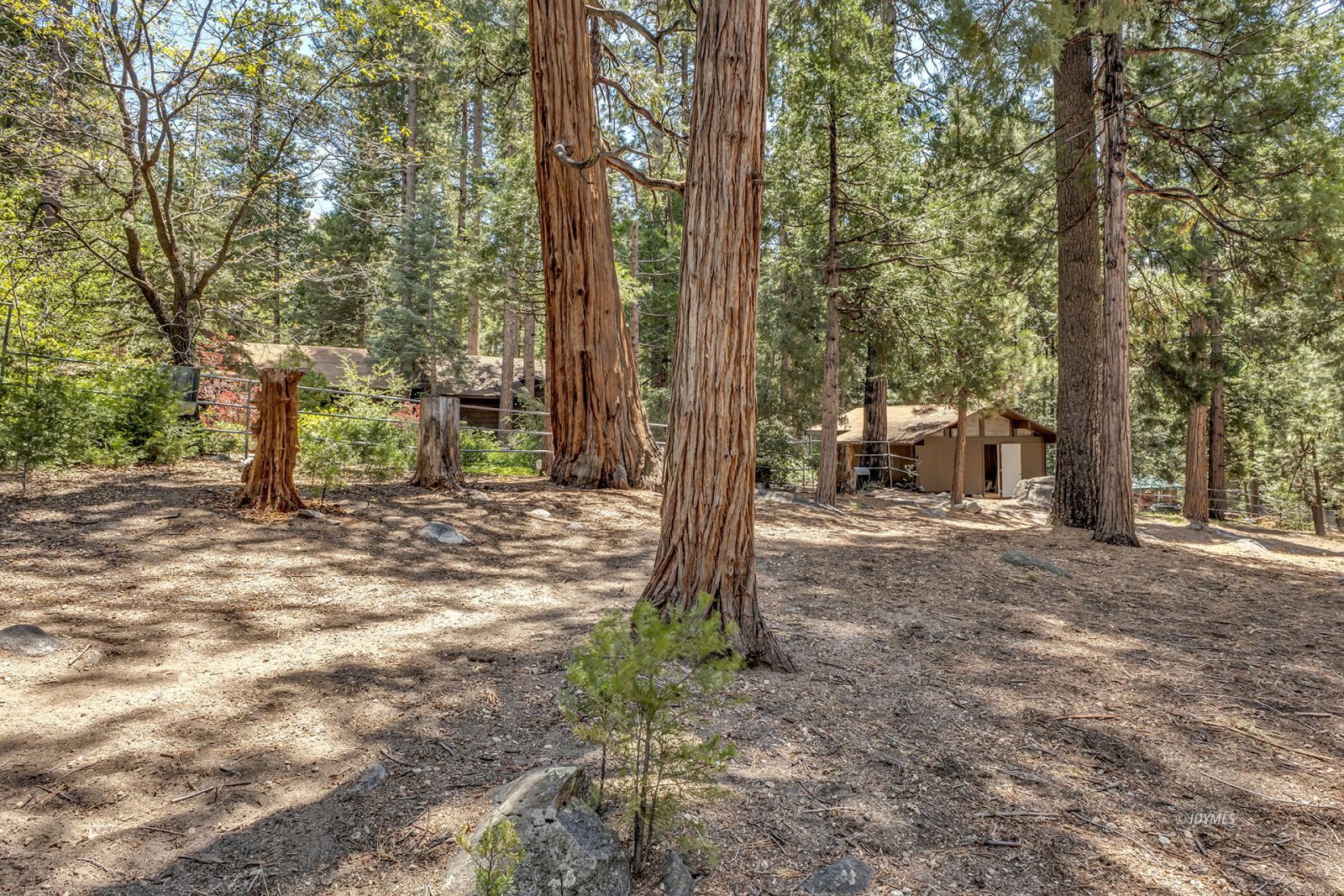 25100 Indian Rock Road Idyllwild, CA 92549 - Photo 68 of 75 a view of a tree in the middle of a yard