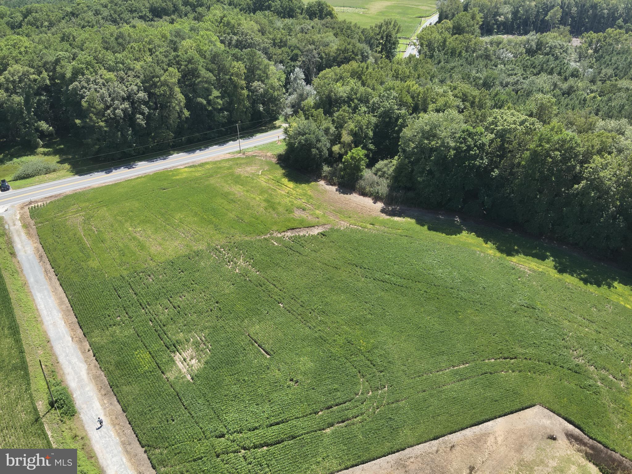 12 Rt Snow Hill Girdletree, MD 21829 - Photo 10 of 33 a view of a green yard