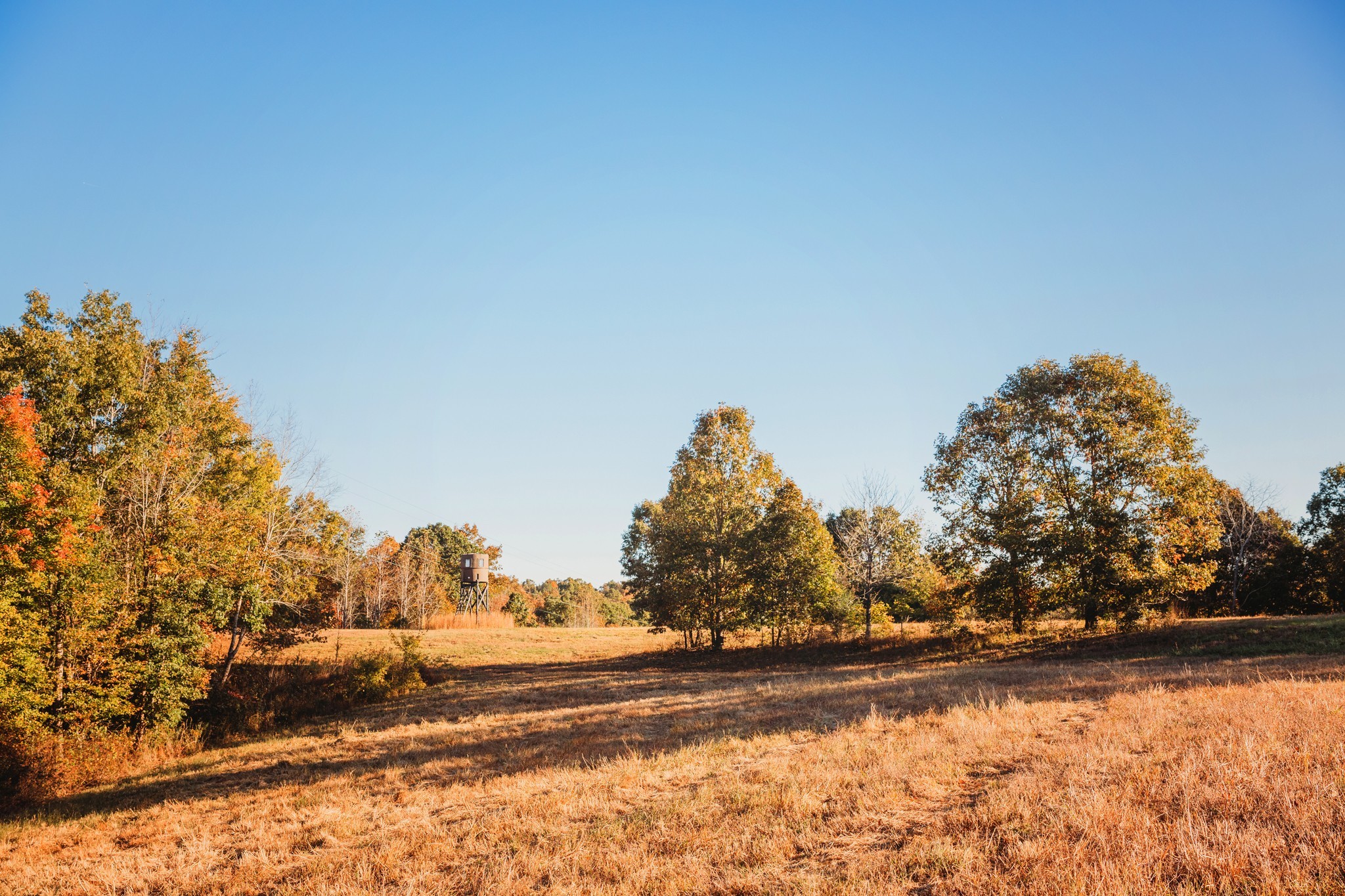 0 Scepter Road Waverly, TN 37185 - Photo 34 of 53 a view of a yard with trees in the background