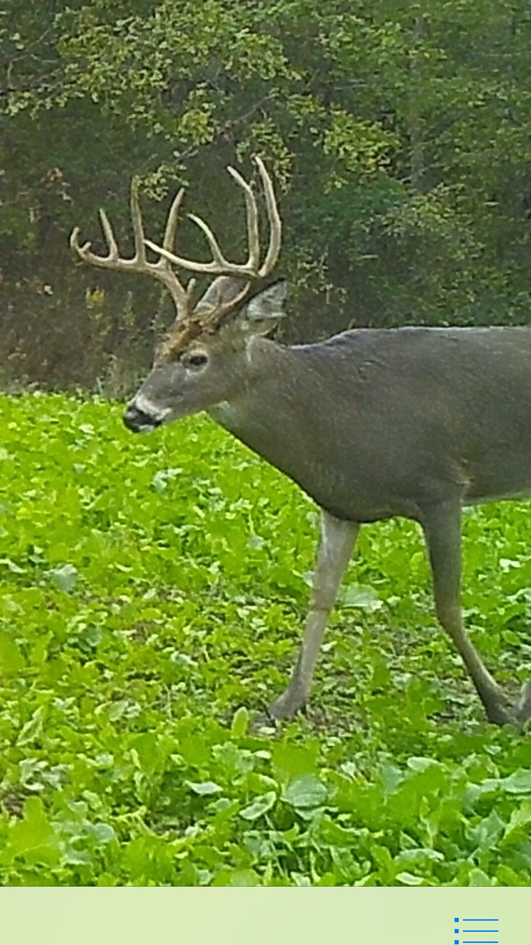 0 Scepter Road Waverly, TN 37185 - Photo 51 of 53 a backyard of a house with lots of green space