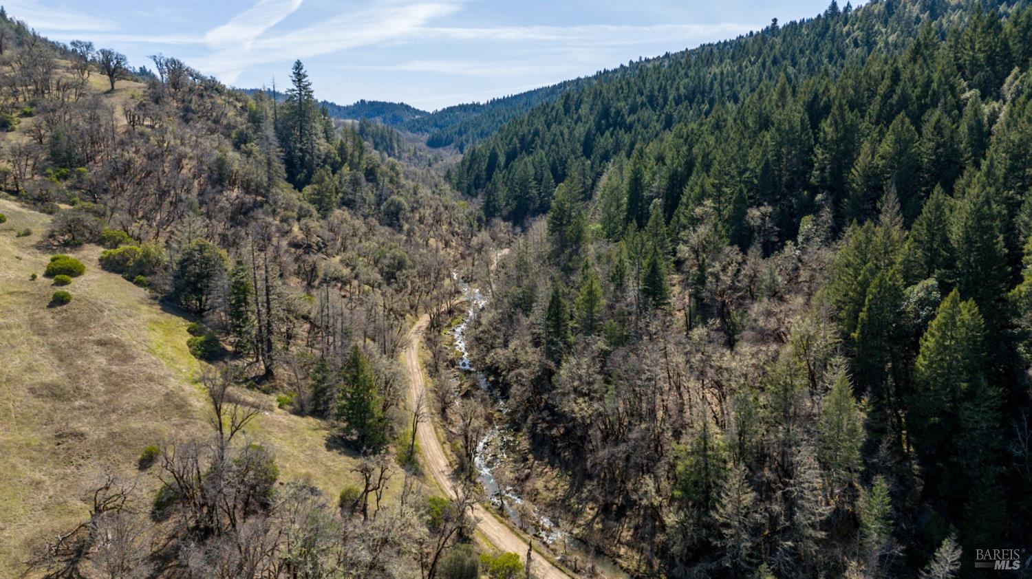 a view of a forest with a tree